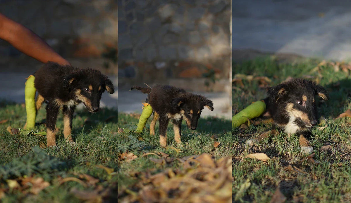 Meet Bittu: A Tiny Life Saved by Your Kindness