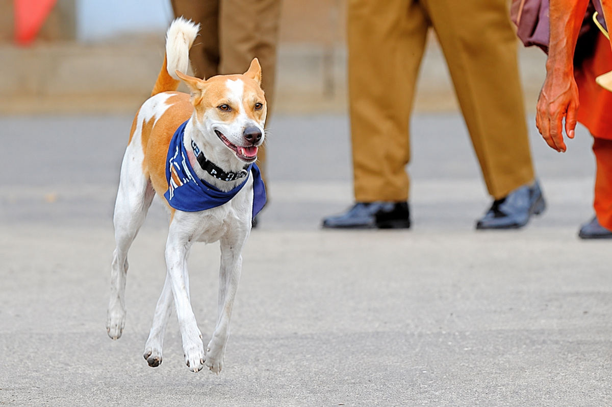 The Prince and the Pariah: What "Aloka the Peace Dog" Teaches Us About India’s Street Dogs