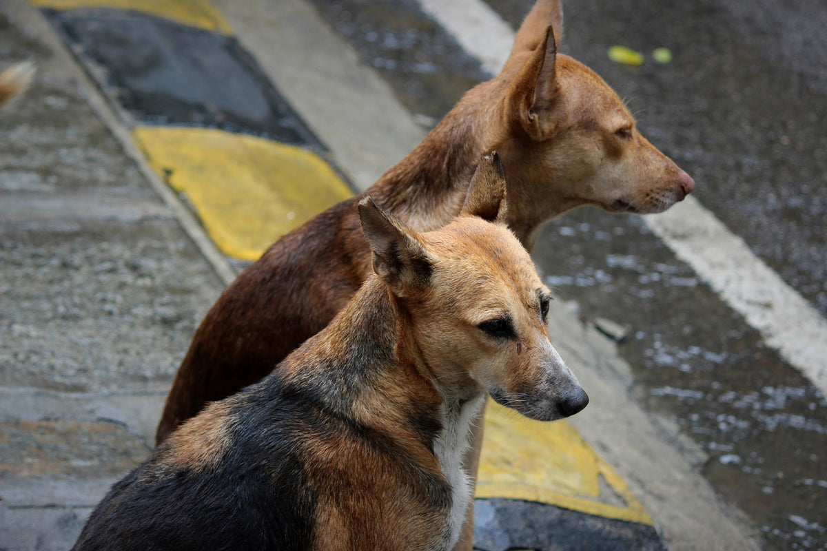 Born to the Streets: Why India’s "Stray" Dogs are Actually Community Citizens Under Threat