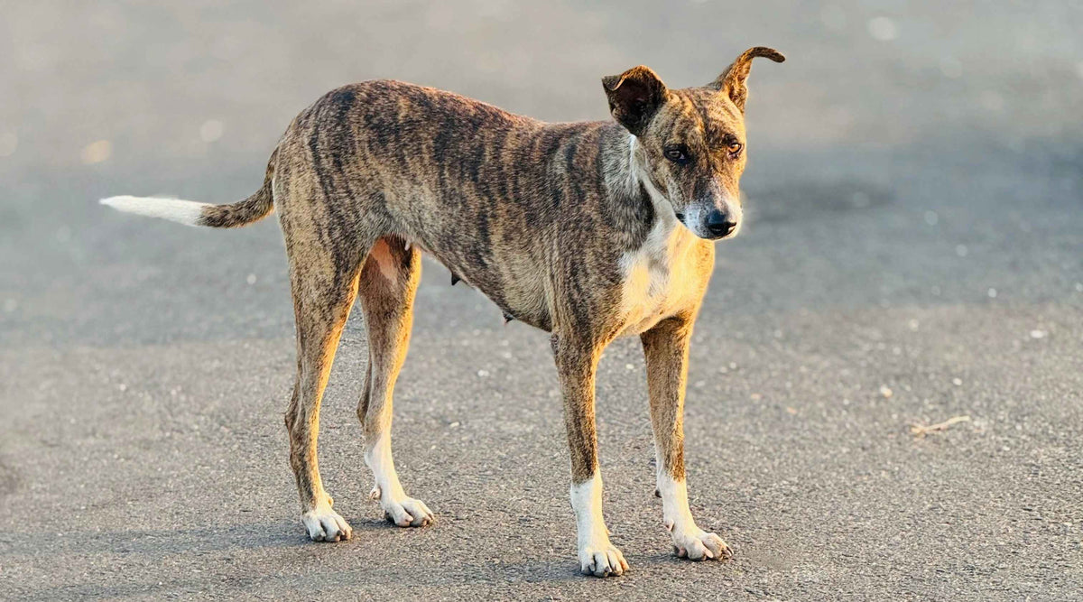 60 Million Reasons: Standing Between India’s Street Dogs and a Crisis