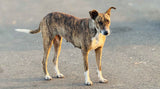 60 Million Reasons: Standing Between India’s Street Dogs and a Crisis